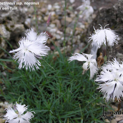 Dianthus petraeus ssp. noeanus - 