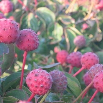 Cornus kousa 'Satomi'