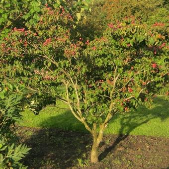 Cornus kousa 'Satomi'