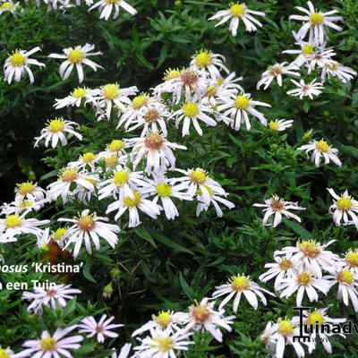 Aster dumosus 'Kristina'