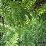 Polystichum x dycei - 