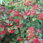 Viburnum opulus 'Compactum' - 