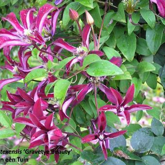 Clematis texensis 'Gravetye Beauty'