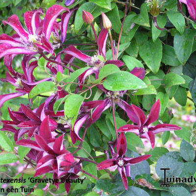 Clematis texensis 'Gravetye Beauty' - 