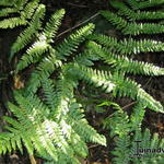 Dryopteris hondoensis - 