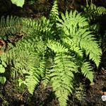 Athyrium filix-femina 'Minutissimum' - 