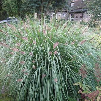 Pennisetum alopecuroides