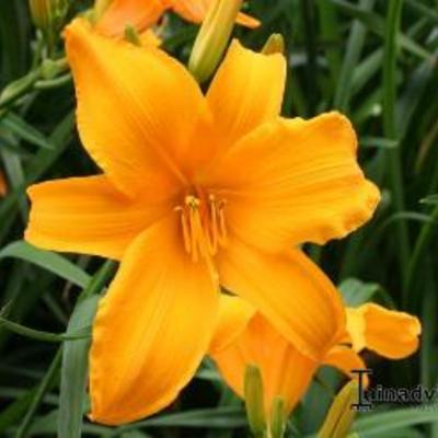 Hemerocallis 'Aten' - Hemerocallis 'Aten'