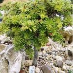 Abies koreana 'Brevifolia' - 