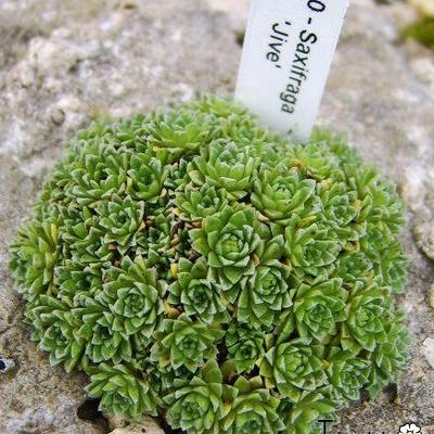 Saxifraga 'Jive' - 