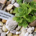 Primula marginata ‘Beatrice Lascaris’ - 