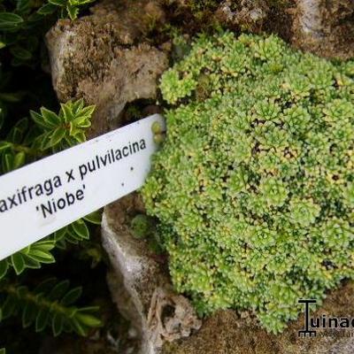 Saxifraga x pulvilacina 'Niobe' - 