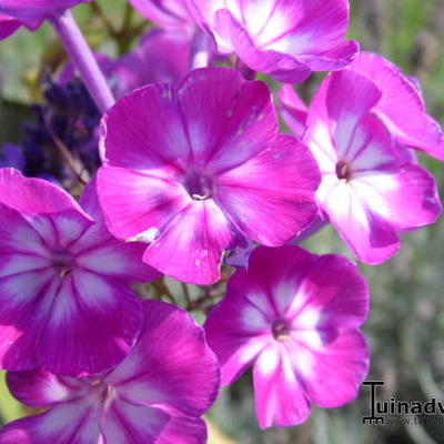 Phlox paniculata 'Katja' - 