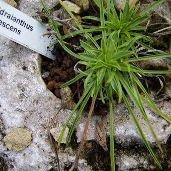 Edraianthus canescens