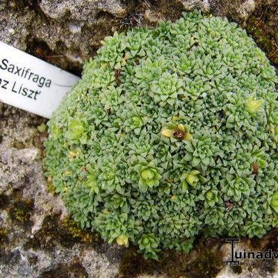 Saxifraga 'Franz Liszt' - 