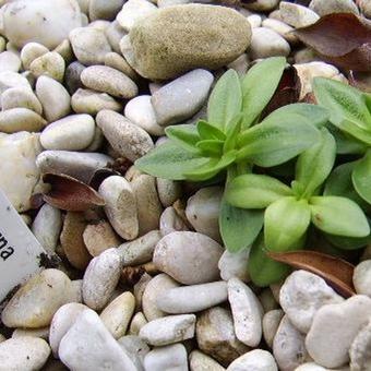 Gentiana verna 'Angulosa'