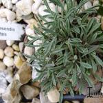 Townsendia leptotes - 