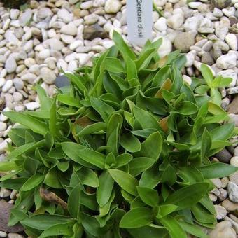 Gentiana clusii