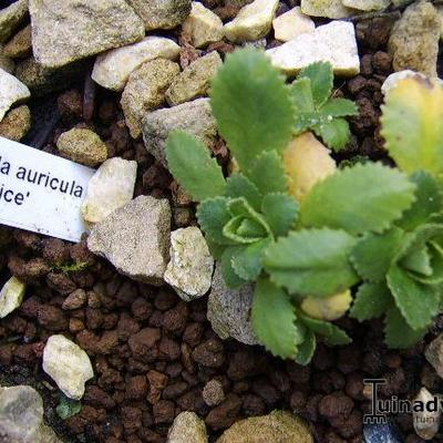 Primula auricula 'Beatrix' - 