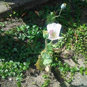 Papaver somniferum 'album'