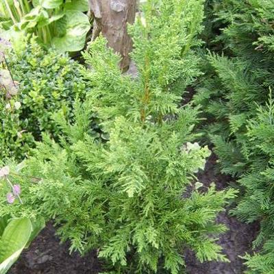 Chamaecyparis obtusa 'Draht' - 