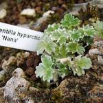 Potentilla hyparctica 'Nana' - 