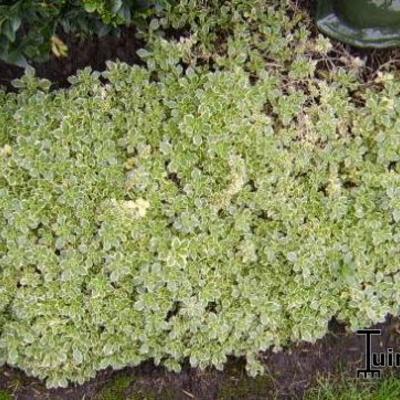 Aubrieta ‘Argenteovariegata’