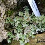 Potentilla nitida 'Rubra' - 