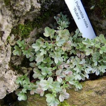 Potentilla nitida 'Rubra'