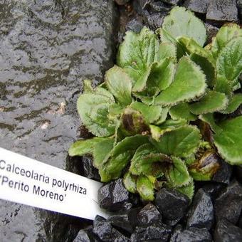 Calceolaria polyrhiza 'Perito Moreno'