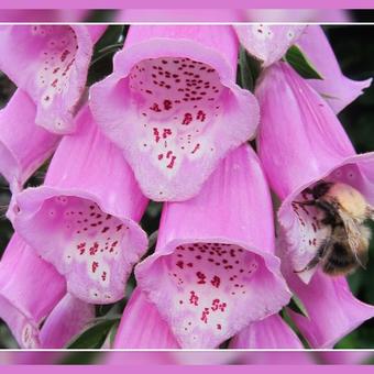 Digitalis purpurea