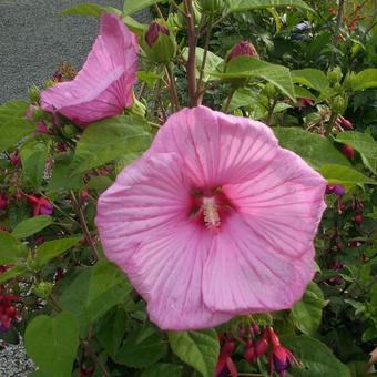 Hibiscus syriacus 'Russian Violet'