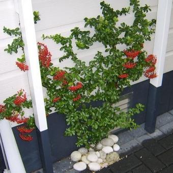 Pyracantha 'Orange Glow'