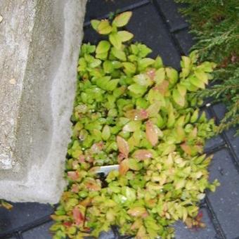 Spiraea japonica 'Goldflame'