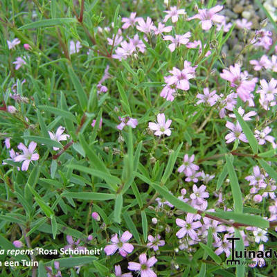 Gypsophila repens 'Rosa Schönheit' - Gypsophila repens 'Rosa Schönheit'