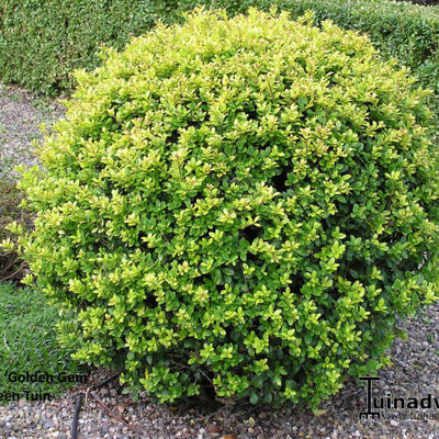 Ilex crenata 'Golden Gem' - 