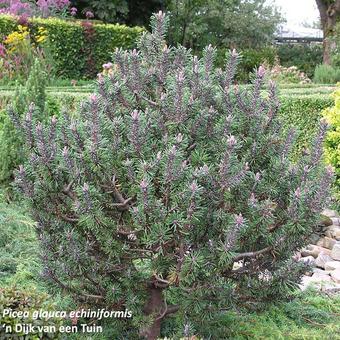 Picea glauca 'Echiniformis'