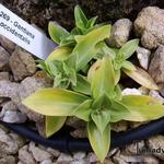 Gentiana occidentalis - 