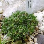 Draba paysonii - 