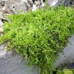 Delosperma nubigenum - Lesotho-Mittagsblume