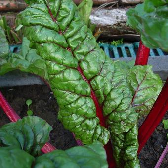 Beta vulgaris subsp. cicla 'Rhubarb Chard'