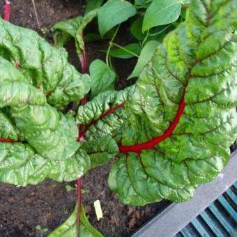 Beta vulgaris subsp. cicla 'Rhubarb Chard'