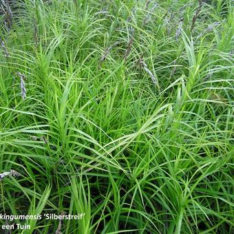 Carex muskingumensis 'Silberstreif'