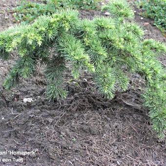 Cedrus libani 'Homepark'