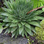 Aloe aristata - Plante-torche