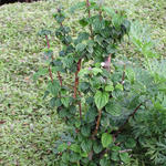 Cornus sanguinea 'Compressa' - 