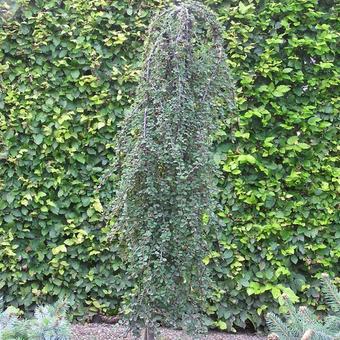 Cotoneaster dammeri 'Winter Jewel'