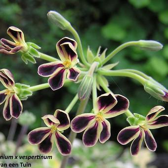 Pelargonium x vespertinum