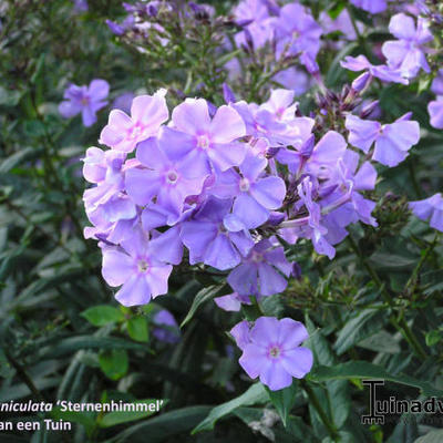 Phlox paniculata 'Sternhimmel' - 