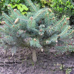 Picea pungens 'Hermann Naue' - 